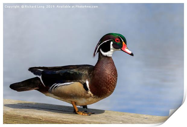 Male Wood Duck at wildlife reserve near Ladner Bri Print by Richard Long