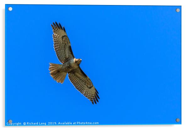 Red-Tailed Hawk near Ladner Vancouver British Colu Acrylic by Richard Long