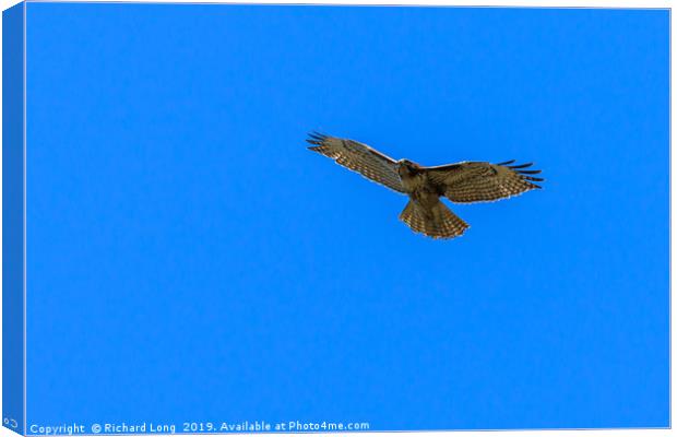 Red-Tailed Hawk near Ladner, British Columbia  Canvas Print by Richard Long