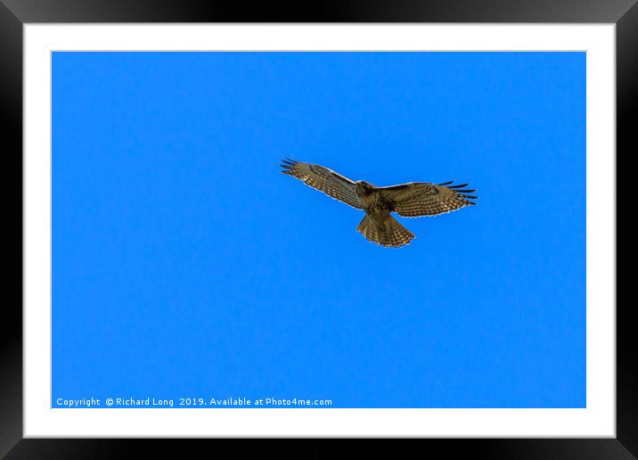 Red-Tailed Hawk near Ladner, British Columbia  Framed Mounted Print by Richard Long