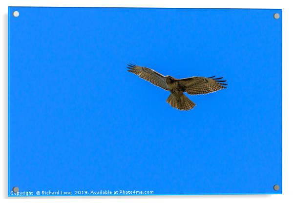 Red-Tailed Hawk near Ladner, British Columbia  Acrylic by Richard Long