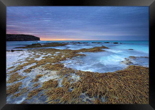 Seaweed Sunrise Framed Print by Mike Dawson