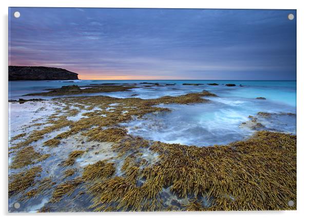 Seaweed Sunrise Acrylic by Mike Dawson