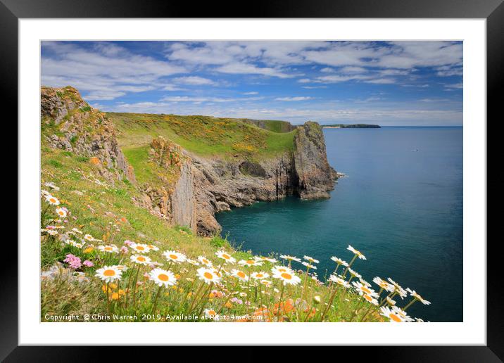 Spring flowers at Lydstep headland near Tenby  Framed Mounted Print by Chris Warren