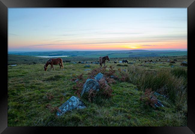 Ponies On Bodmin Moor Framed Print by CHRIS BARNARD