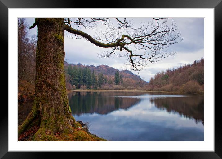 Yew Tree Tarn in autumn Framed Mounted Print by David McCulloch