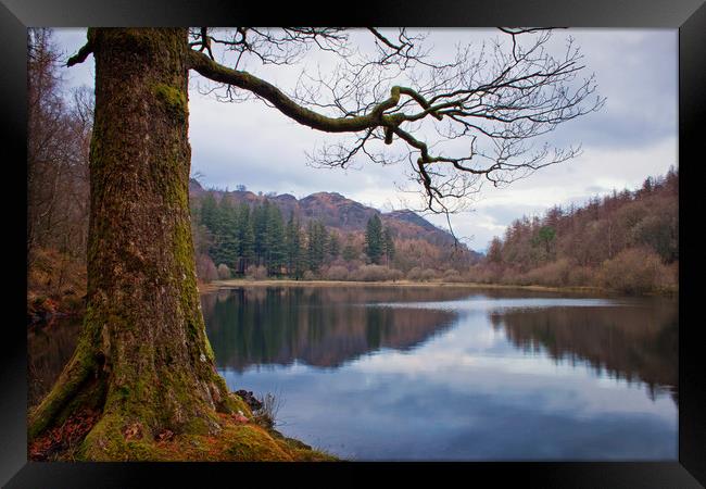 Yew Tree Tarn in autumn Framed Print by David McCulloch
