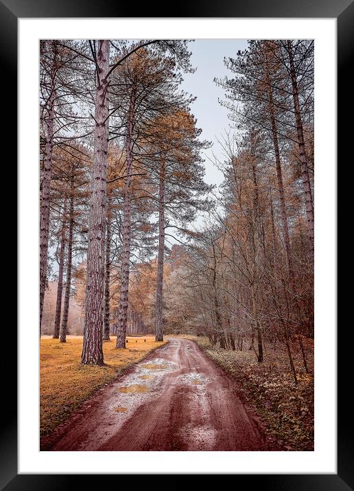Path in a Woods Framed Mounted Print by Svetlana Sewell