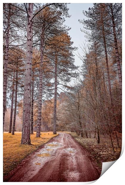 Path in a Woods Print by Svetlana Sewell