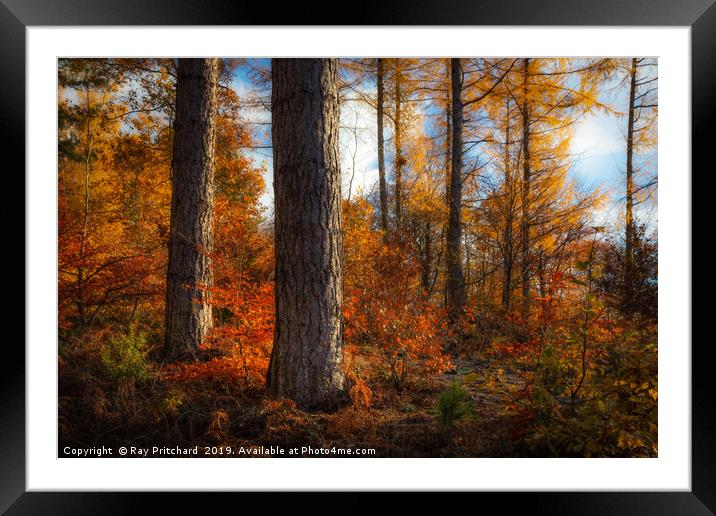 Autumn Colours in Gateshead Framed Mounted Print by Ray Pritchard
