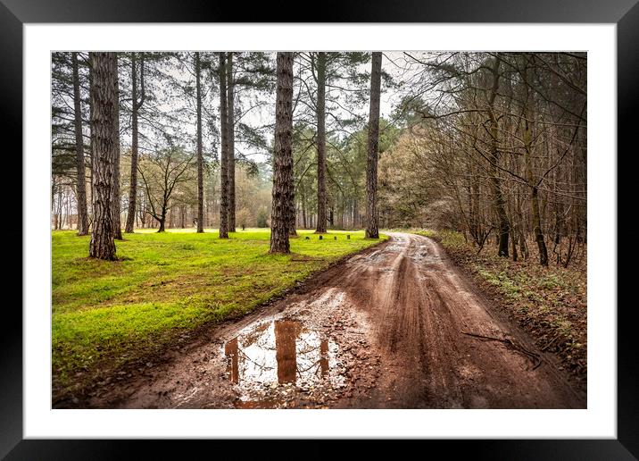 Path through a Woods Framed Mounted Print by Svetlana Sewell