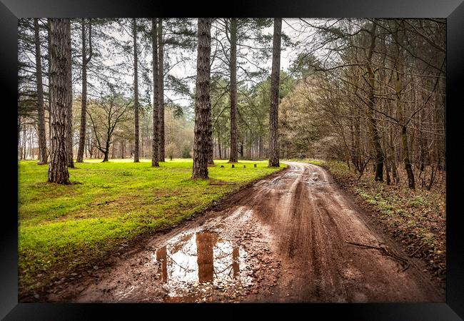 Path through a Woods Framed Print by Svetlana Sewell