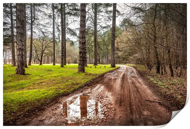 Path through a Woods Print by Svetlana Sewell