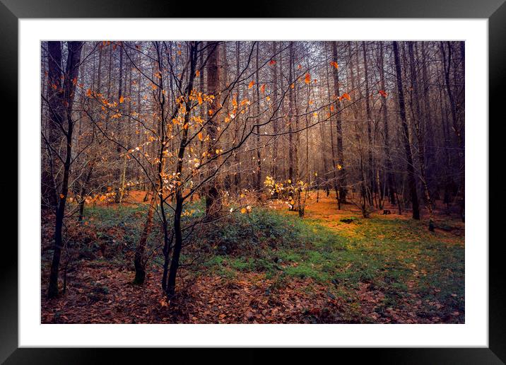 Woods Framed Mounted Print by Svetlana Sewell