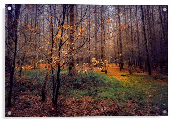 Woods Acrylic by Svetlana Sewell