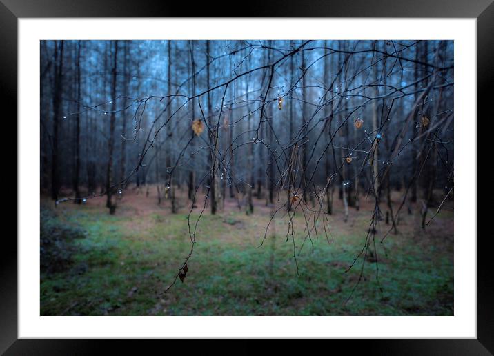 Forest Branch Framed Mounted Print by Svetlana Sewell