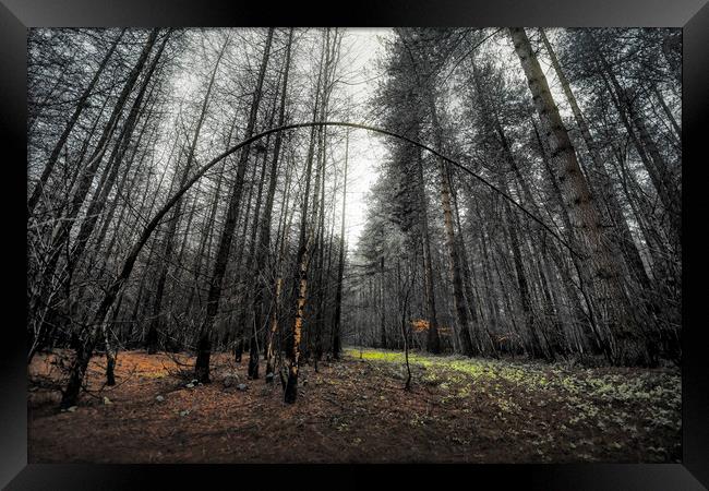 Deep in Woods Framed Print by Svetlana Sewell