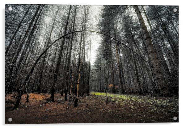 Deep in Woods Acrylic by Svetlana Sewell