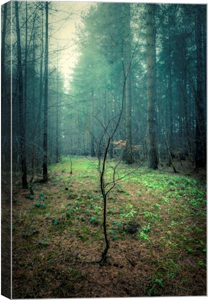 Beginning of a Forest Tree Canvas Print by Svetlana Sewell