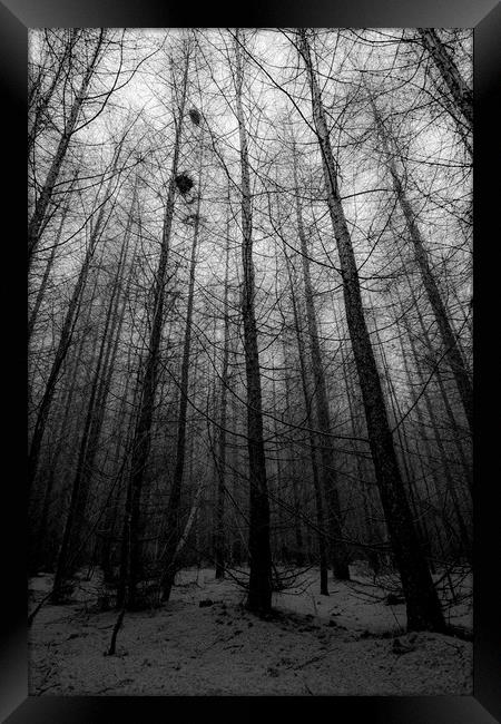 Forest Trees Framed Print by Svetlana Sewell
