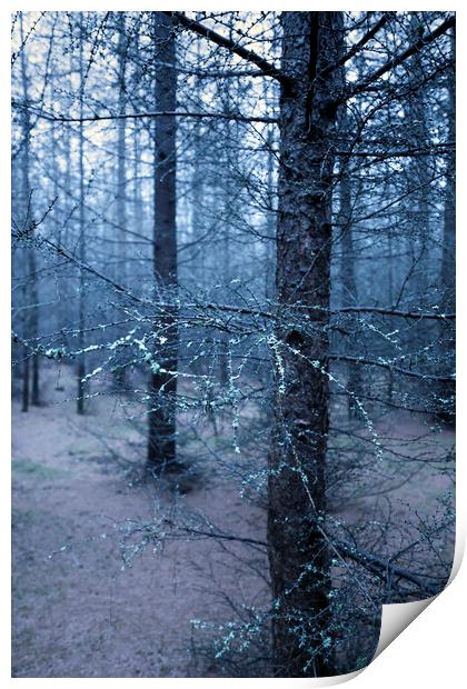 Mossy Branch Print by Svetlana Sewell