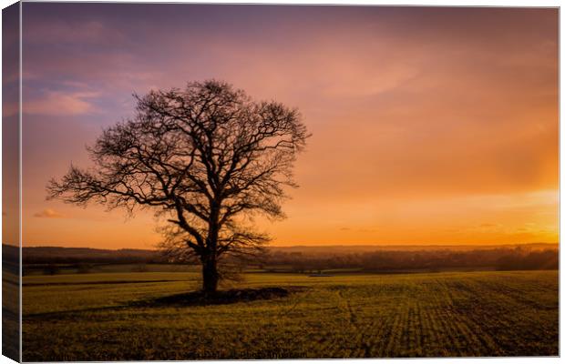 Lonely Tree at Dusk Canvas Print by Jeremy Sage