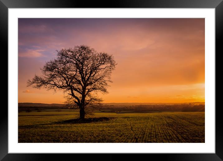 Lonely Tree at Dusk Framed Mounted Print by Jeremy Sage