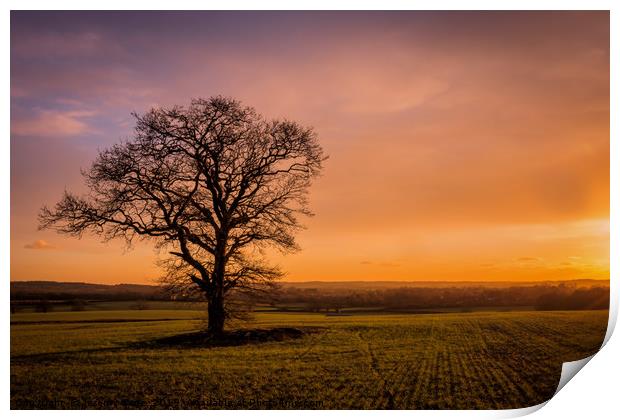 Lonely Tree at Dusk Print by Jeremy Sage