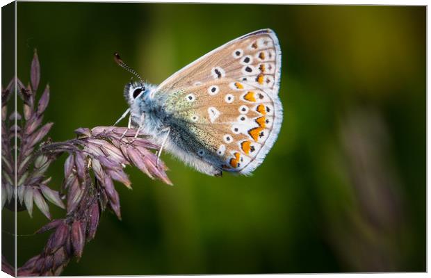 common blue butterfly                  Canvas Print by chris smith
