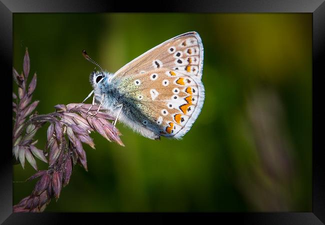 common blue butterfly                  Framed Print by chris smith