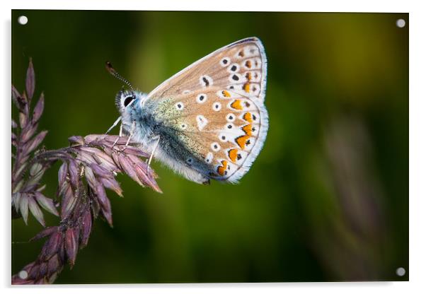 common blue butterfly                  Acrylic by chris smith