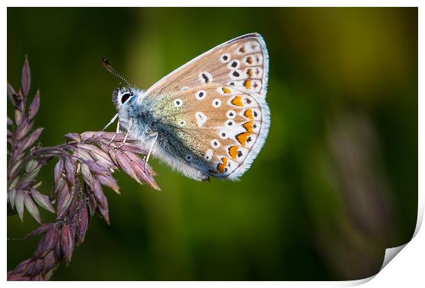 common blue butterfly                  Print by chris smith