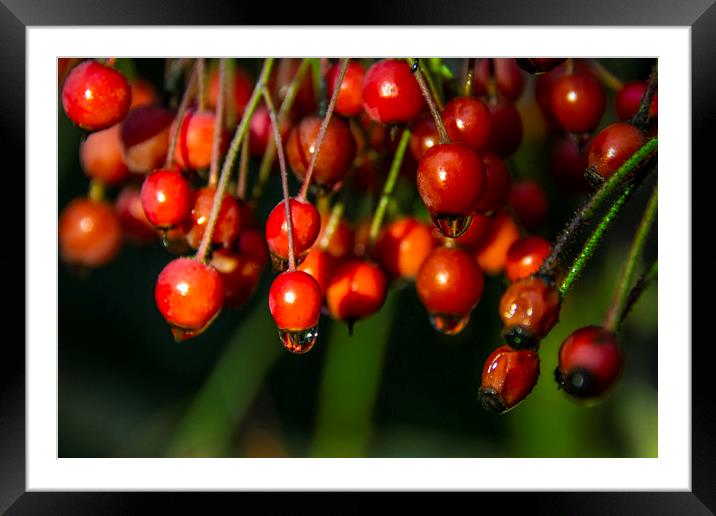 Redberry Framed Mounted Print by Svetlana Sewell