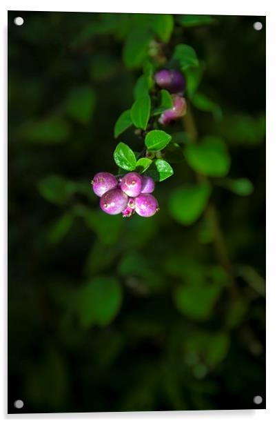 Purple Berry Acrylic by Svetlana Sewell