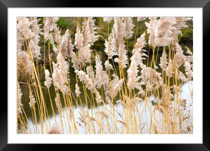 Canal side grass Framed Mounted Print by David Hare