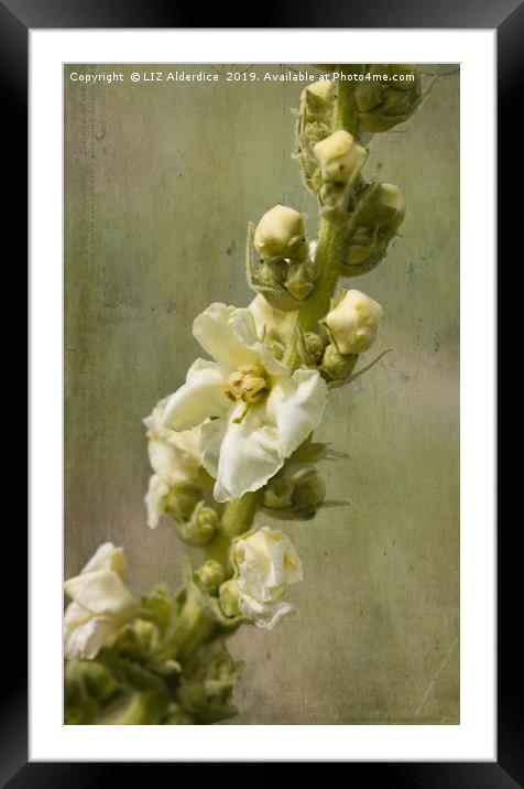 Verbascum Flowers Framed Mounted Print by LIZ Alderdice