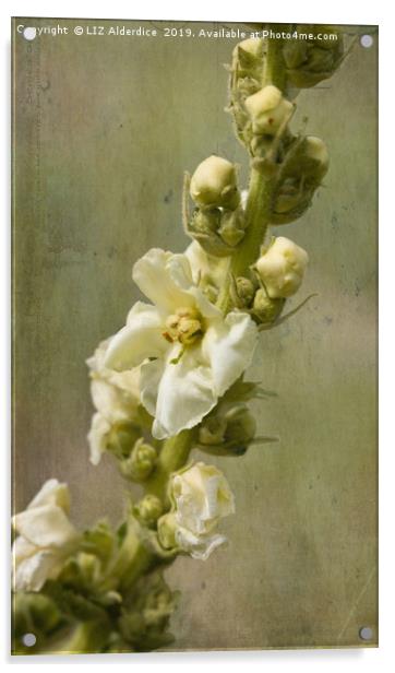 Verbascum Flowers Acrylic by LIZ Alderdice