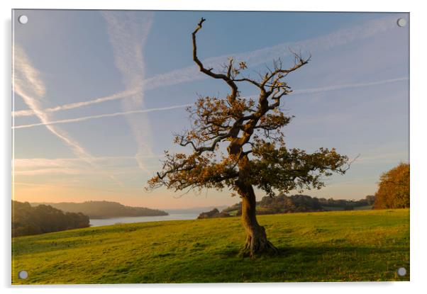 Lone Tree Trelissick Cornwall Acrylic by CHRIS BARNARD