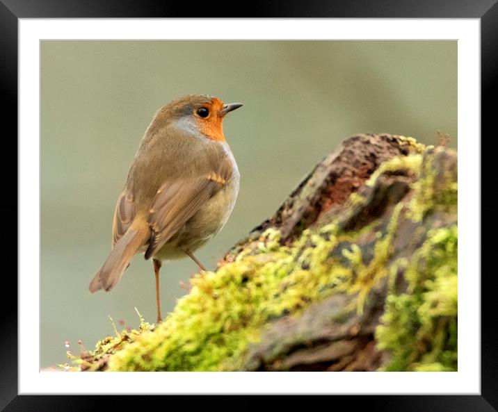 Robin red breast Framed Mounted Print by Jonathan Thirkell