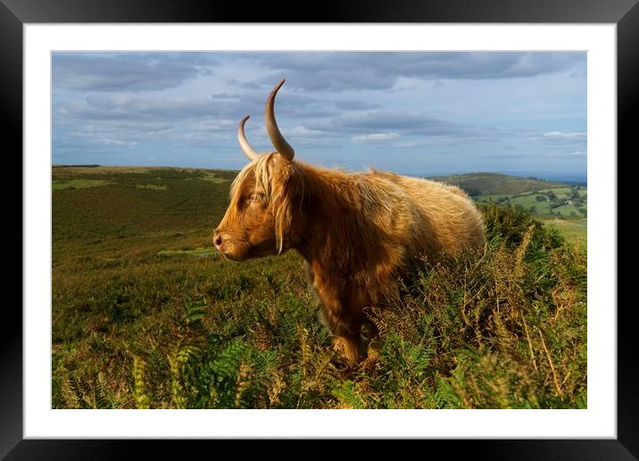 Highland Cow Framed Mounted Print by rawshutterbug 