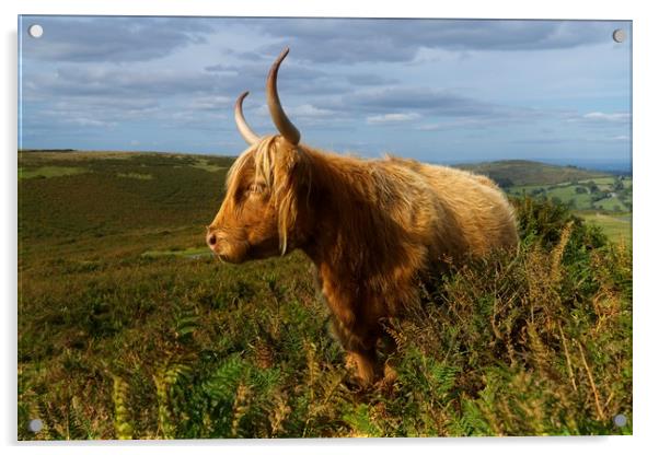 Highland Cow Acrylic by rawshutterbug 