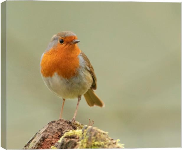 Little robin red breast Canvas Print by Jonathan Thirkell