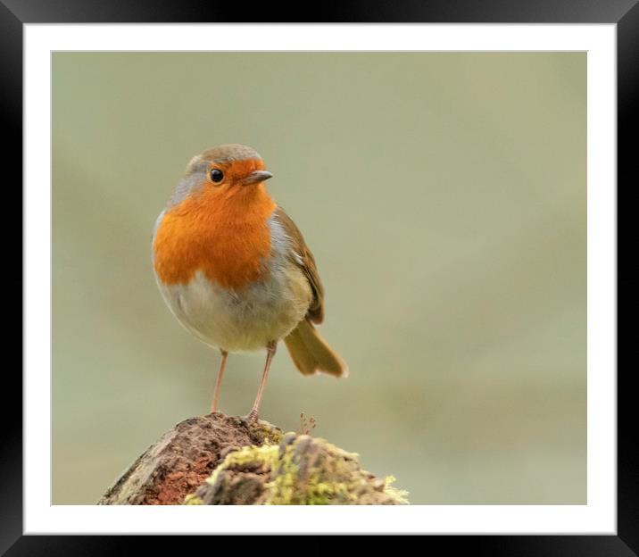 Little robin red breast Framed Mounted Print by Jonathan Thirkell