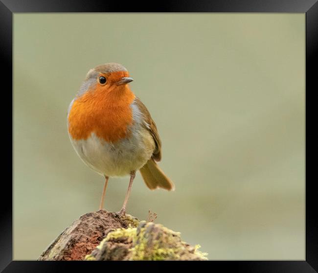 Little robin red breast Framed Print by Jonathan Thirkell