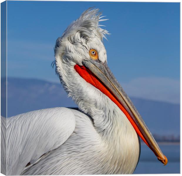 Dalmatian Pelican Canvas Print by Val Saxby LRPS