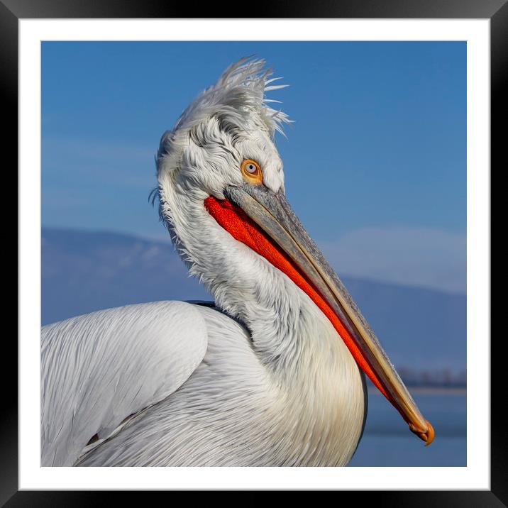 Dalmatian Pelican Framed Mounted Print by Val Saxby LRPS