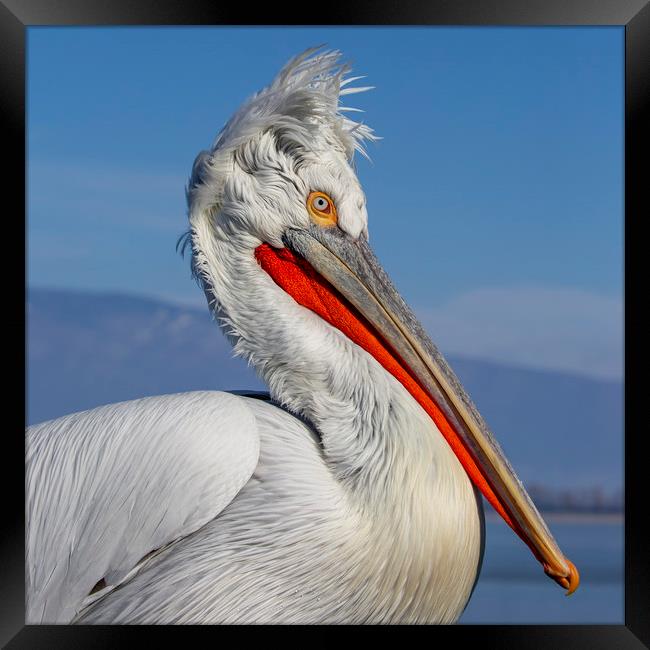 Dalmatian Pelican Framed Print by Val Saxby LRPS