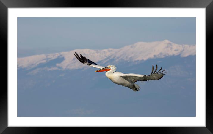 Pelican Flypast Framed Mounted Print by Val Saxby LRPS
