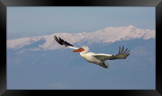 Pelican Flypast Framed Print by Val Saxby LRPS