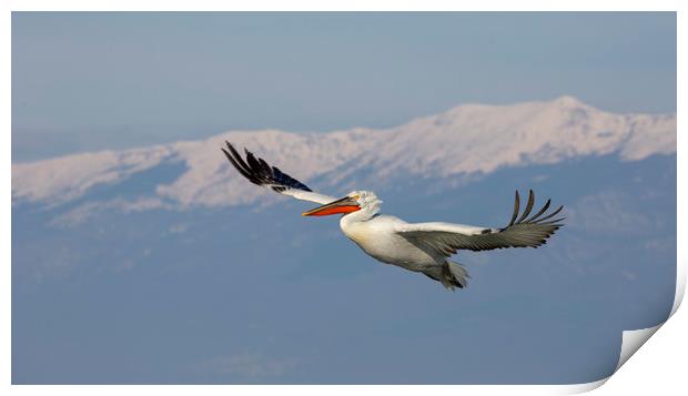 Pelican Flypast Print by Val Saxby LRPS